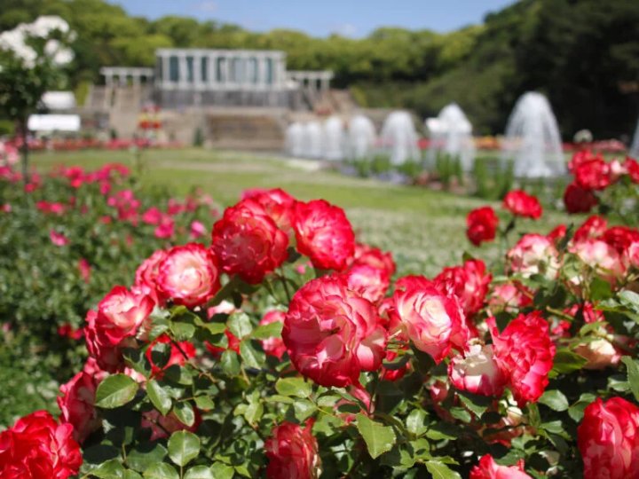 🌸 스마리큐 공원(스마리큐 코엔) 이미지 9